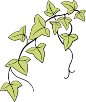 ivy plant drawing illustration. png