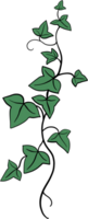 ivy plant drawing illustration. png