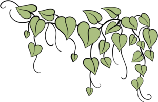 ivy plant drawing illustration. png