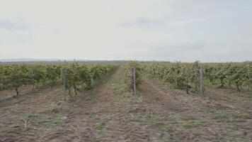 Rows of vineyards in a huge field video