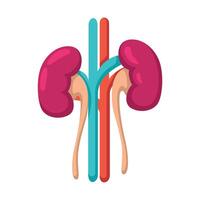 Kidneys icon design illustration. Vector design