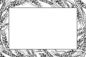vector marco con orejas de trigo, mano dibujado ilustración de ramas de trigo, agricultura tema, negro y blanco bosquejo de cosecha tema aislado en blanco antecedentes