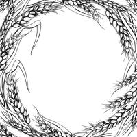 vector frame with ears of wheat, hand drawn illustration of branches of wheat, agriculture theme, black and white sketch of harvest theme isolated on white background