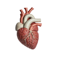 AI generated 3d realistic human heart, anatomy with a transparent background png