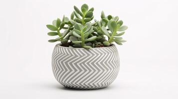AI generated Different type of Succulent plants in a light, white colored pot with a light background photo
