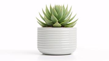 AI generated Different type of Succulent plants in a light, white colored pot with a light background photo