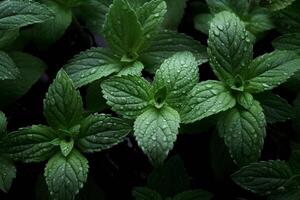 AI generated Fresh mint leaves with waterdrops macro background, peppermint close up. AI generated. photo