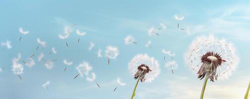 AI generated Floral banner with dandelions and fluff on blue sky background, copy space. AI generated. photo