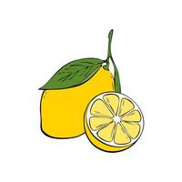 Lemon hand drawn illustration, fresh lemon with sliced half, contour drawn, isolated on white background. vector