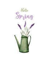 Hello Spring illustrated green watering can with purple flowers lavenders, signifying seasonal change. Isolated, white background. vector