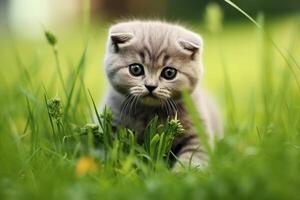 AI generated Small cute Scottish fold kitten sitting in the fresh grass. AI generated. photo