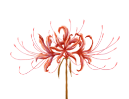 red spider lily digital painting illustration png