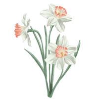 gele narcis bloem digitaal schilderij illustratie png