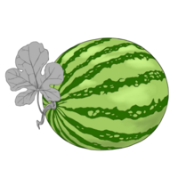 vattenmelon frukt hand dragen illustration png