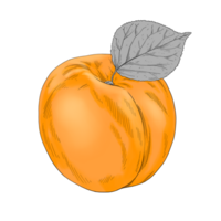 aprikos frukt hand dragen illustration png