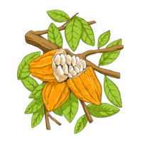 Chocolate fruit plant illustration png