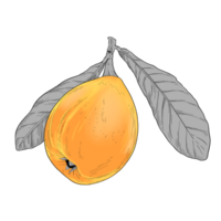 nespolo frutta mano disegnato illustrazione png