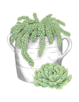 Succulent in jug botanical hand drawn png