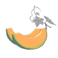 melone frutta mano disegnato illustrazione png