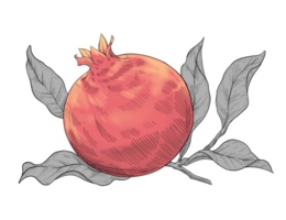 granatäpple frukt hand dragen illustration png