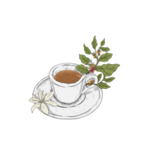 un' tazza di caffè con caffè pianta png