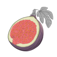 fikon frukt hand dragen illustration png