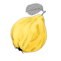 Mela cotogna frutta mano disegnato illustrazione png