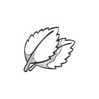 Hand drawn sketch icon basil leaf vector