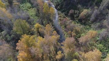 Aerial View - Autumn Forest video
