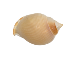 closeup brown seashell  isolated png