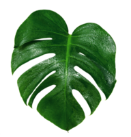 Green leaves pattern,leaf monstera with water drop isolated png