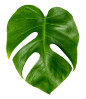 monstera leaf isolate ,green leaves pattern png