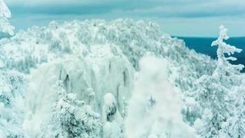 neve montagna picchi e alberi nel il sciare ricorrere. video. superiore parte di albero ramo coperto con inverno bianca neve, con verde denso pino foresta e lontano molti picchi. montagna cime nel il neve video