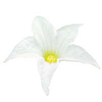 Tropical white Ivy Gourd or Scarlet Gourd flower isolated on white or transparent background. Floral and plant object elements from nature for design in spring season. png