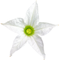 Tropical white Ivy Gourd or Scarlet Gourd flower isolated on white or transparent background. Top view of floral and plant object elements from nature for design in spring season. png