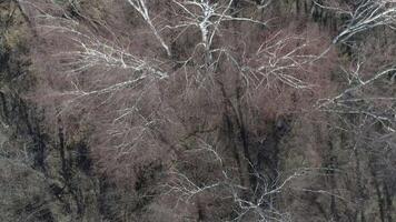aérien vue de bouleau des arbres réfléchi dans l'eau video