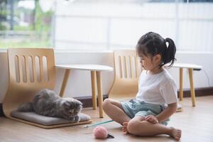 Asian baby child girl playing with persian cat lying on the floor at home, mixed breed cat is a cross between breeds or a purebred cat and a domestic cat. Animal cats concept. photo