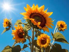 AI generated Sunflower Bathed in Sunshine Against a Blue Sky Canvas photo