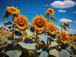 AI generated Sunflower Bathed in Sunshine Against a Blue Sky Canvas photo