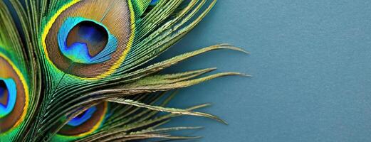 AI Generated Peacock Feathers Displaying Vibrant Colors and Patterns. Close-up of colourful blue and green plumage for carnival costumes on minimalistic background. Panorama with copy space. photo