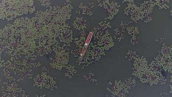 Boat in Red Lotus video