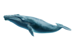 AI generated Blue Whale isolated on transparent background png