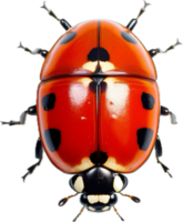 ai generato coccinella carino png