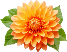 ai generado naranja dalia flor png