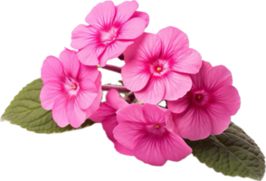 AI generated bright pink primula flower png