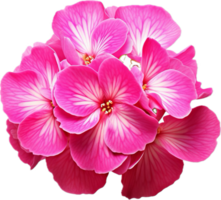 AI generated bright pink primula flower png