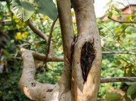 wound of trunk of guava tree caused by cutting of human photo