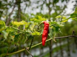 rojo chile colgando en el árbol esperando a ser cosechado foto