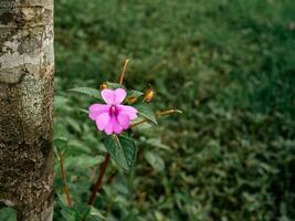 flowers bloom with a bright purple color that grow wild in the backyard photo