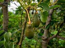 joven aguacate Fruta todavía colgando en el árbol foto